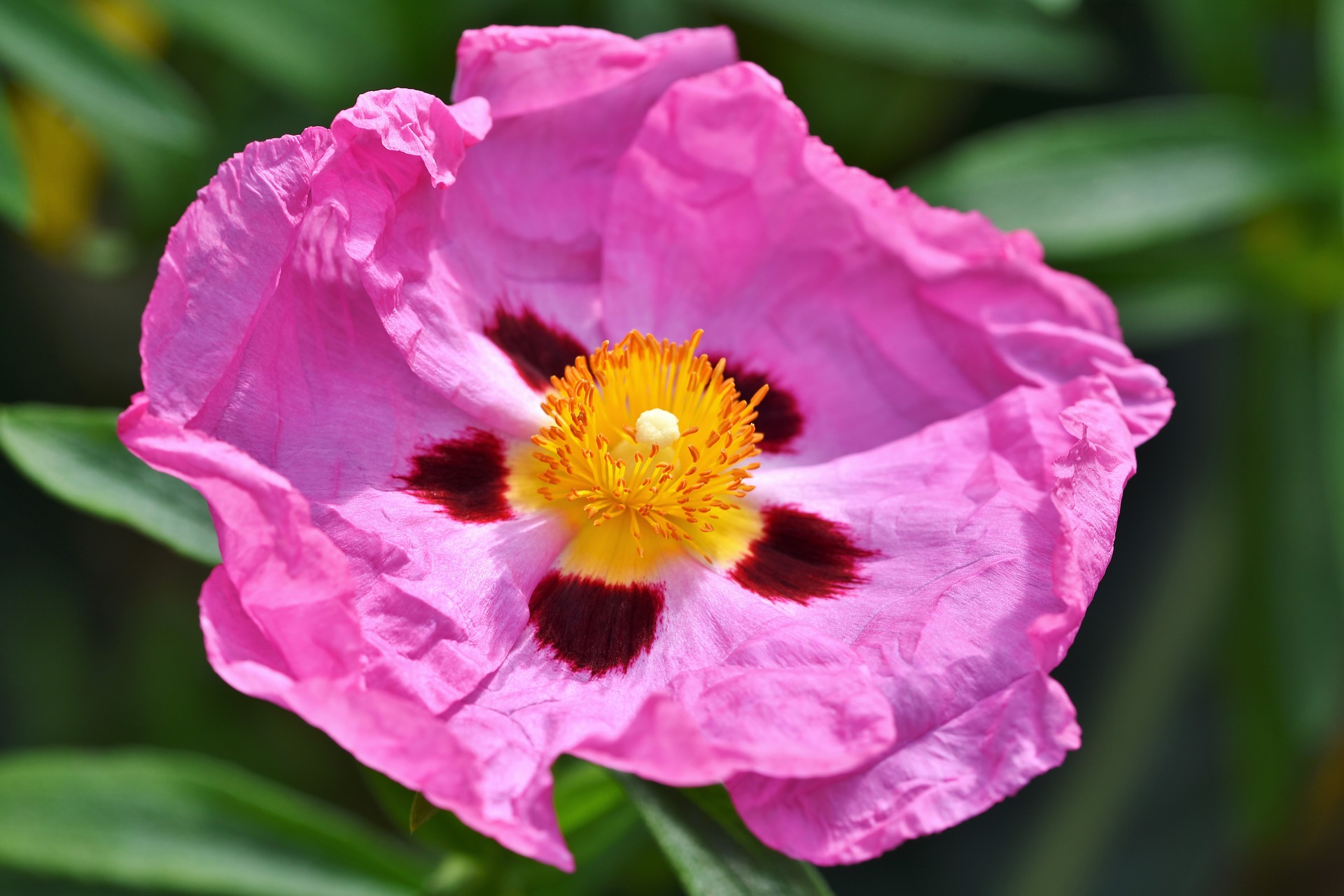 purple-rockrose-4116327_1920
