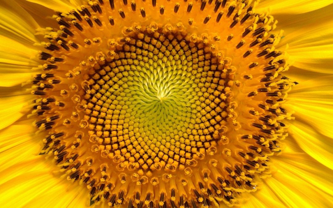 Bio Sonnenblumenöl