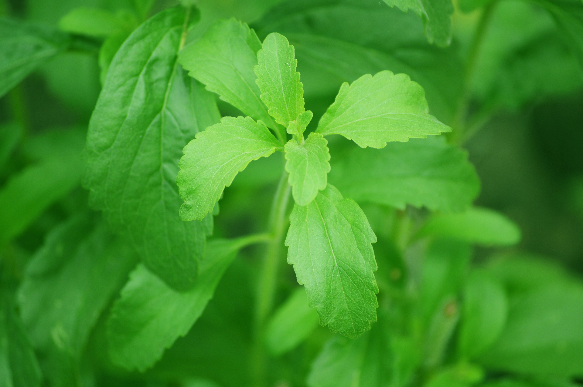 stevia-g971ee82ab_1920