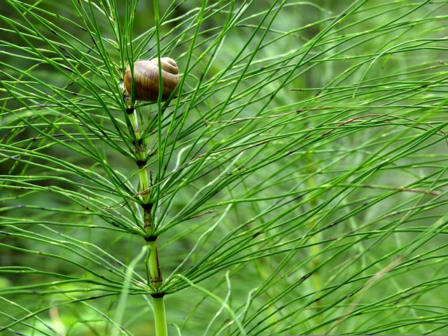 horsetail-g018cc4a33_640