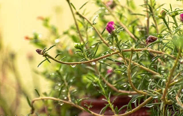 vietnam-rose-ga8a214f0d_640